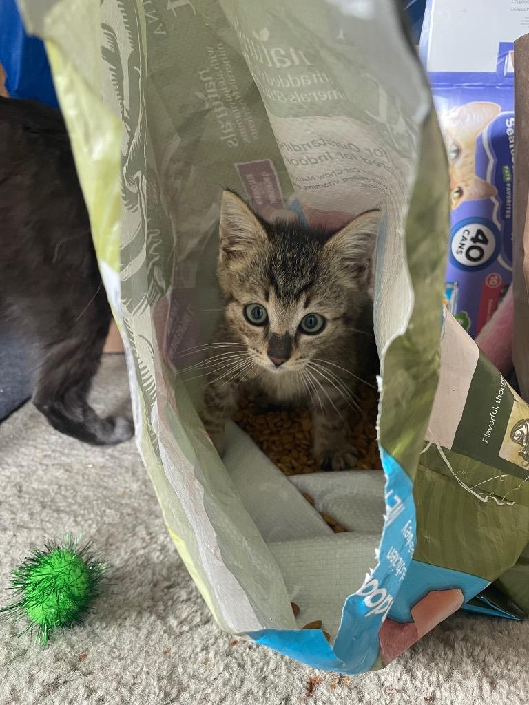 Enlarge Costello, a Adoptable mixed breed in Palmer, AK image 4/5