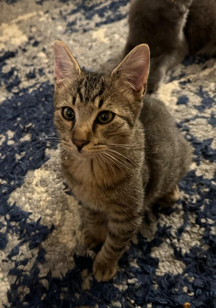 Enlarge Costello, a Adoptable mixed breed in Palmer, AK image 5/5