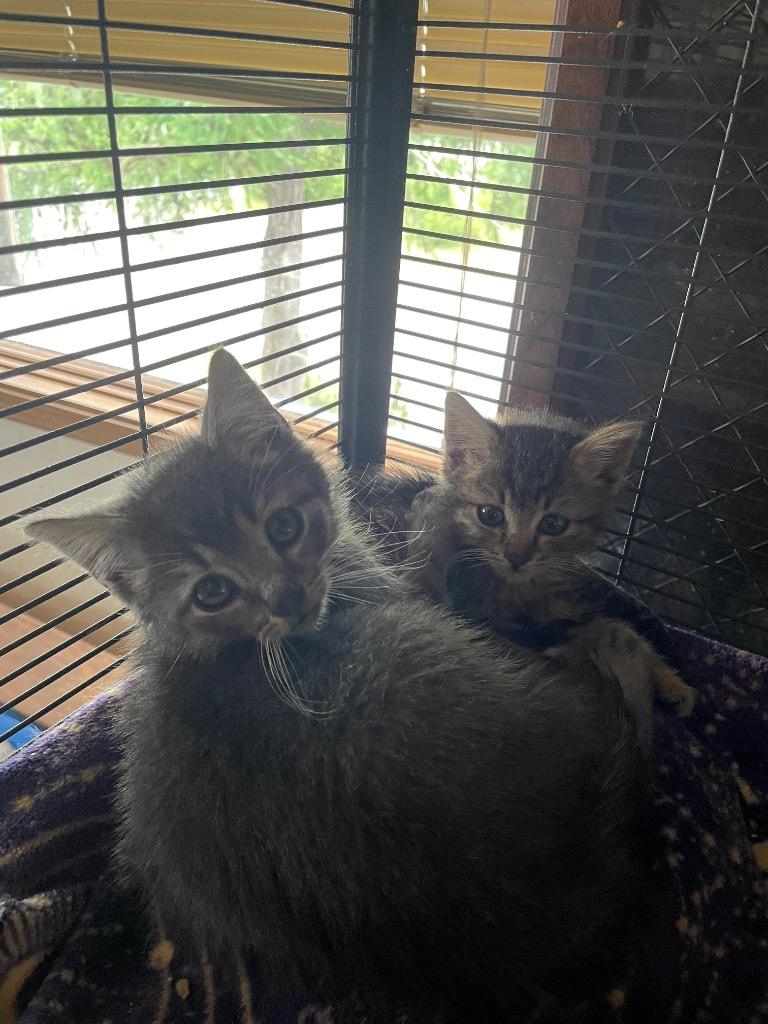 Enlarge Costello, a Adoptable mixed breed in Palmer, AK image 6/6