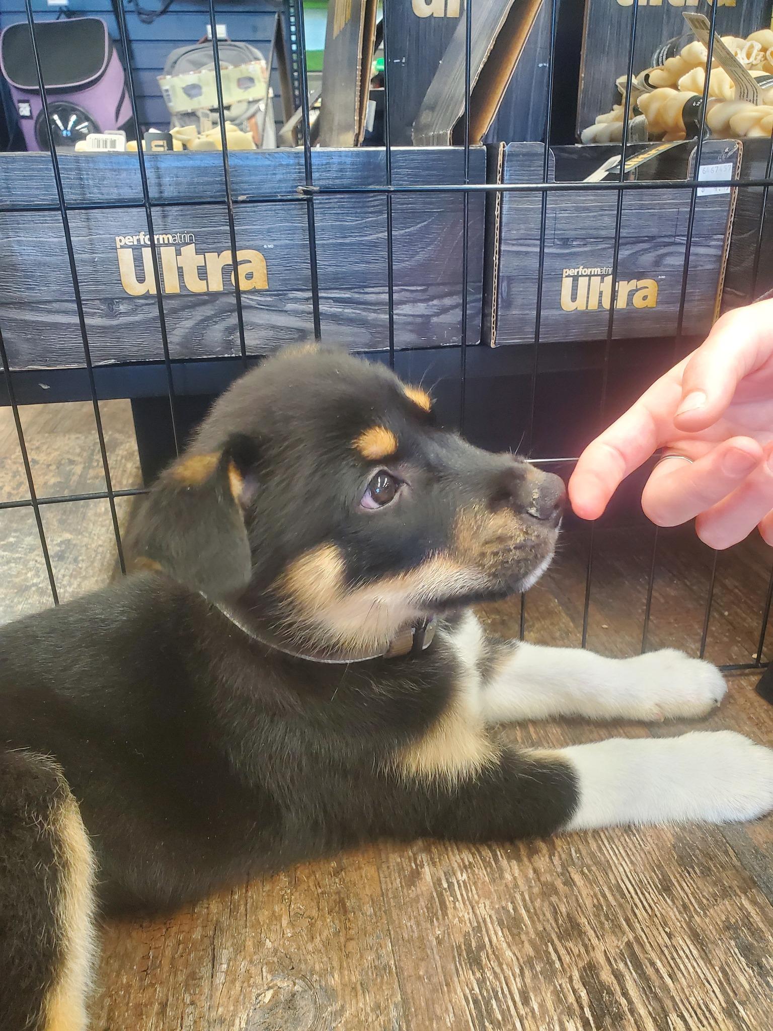 Enlarge DiNozzo, a Adoptable mixed breed in Calgary, AB image 2/4