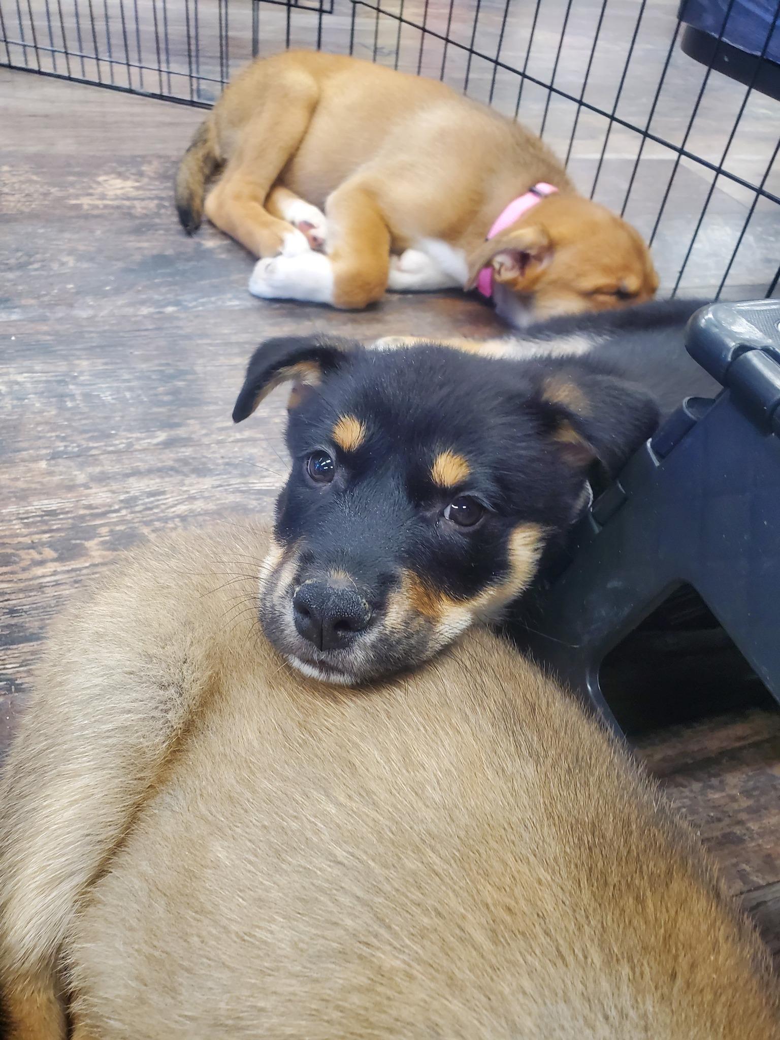 DiNozzo, Adoptable, Puppy Male Shepherd & Husky.