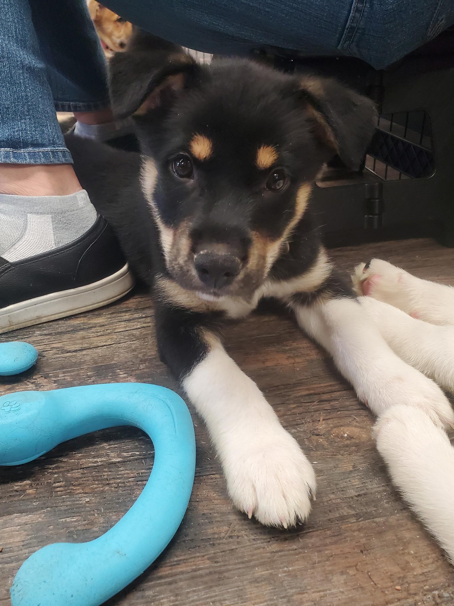 DiNozzo, Adoptable, Puppy Male Shepherd & Husky.