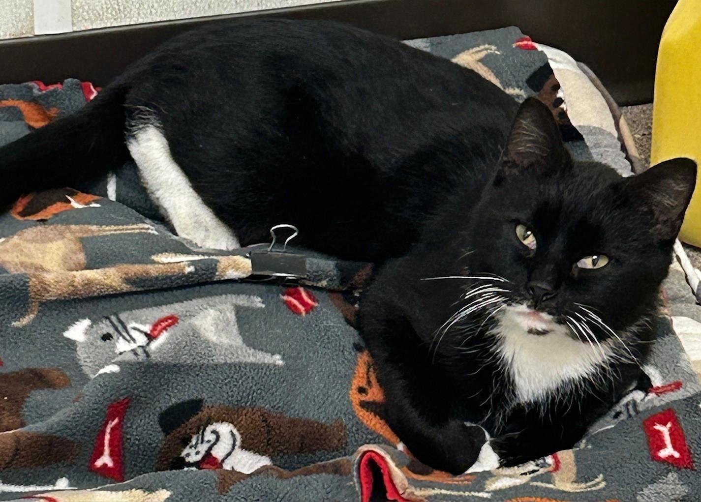 Enlarge Duncan, an adopted Domestic Short Hair in Willmar, MN image 1/3