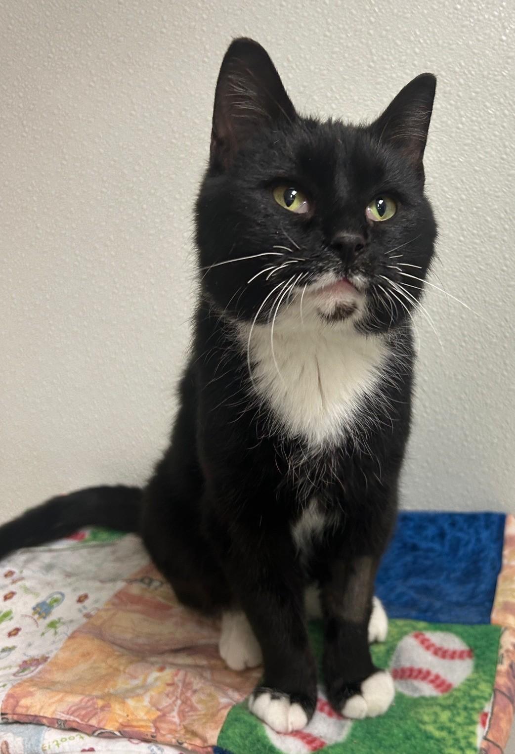 Enlarge Duncan, an adopted Domestic Short Hair in Willmar, MN image 2/3