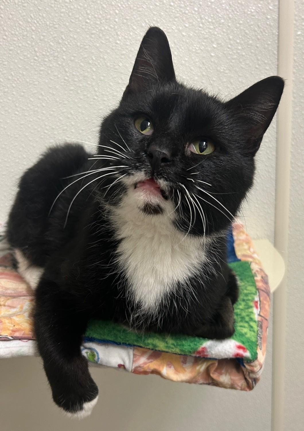 Enlarge Duncan, an adopted Domestic Short Hair in Willmar, MN image 3/3