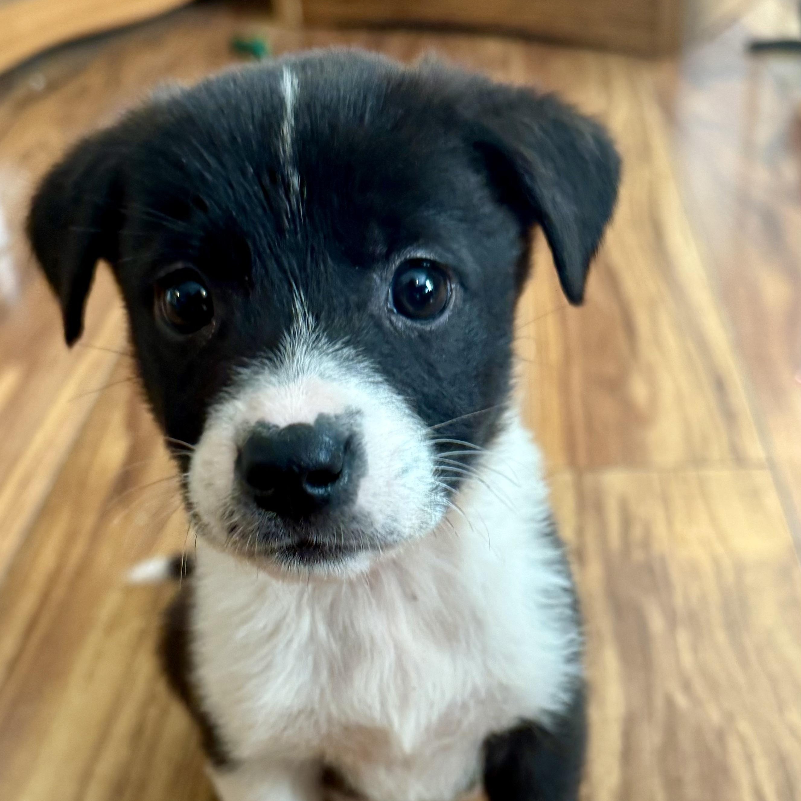 Enlarge Luna, a ADOPTABLE mixed breed in Charlotte, NC image 4/5