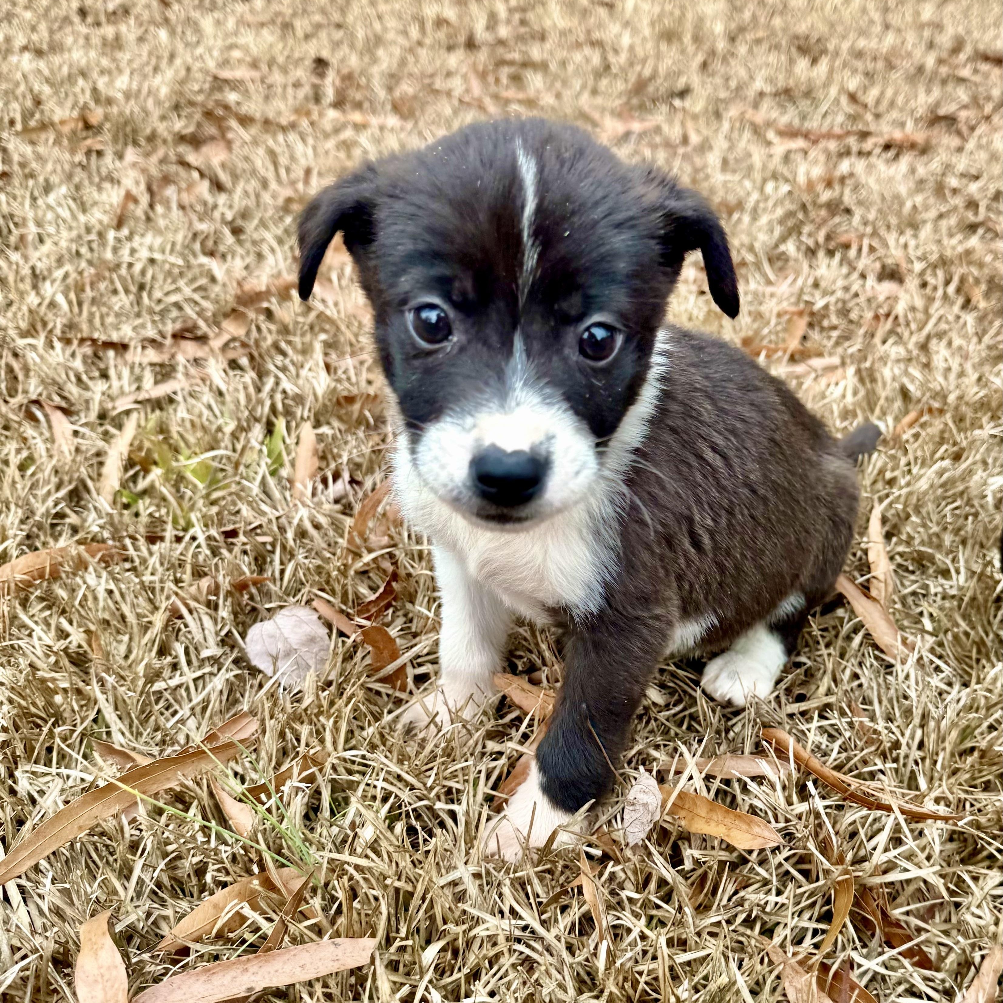 Enlarge Luna, a ADOPTABLE mixed breed in Charlotte, NC image 2/5