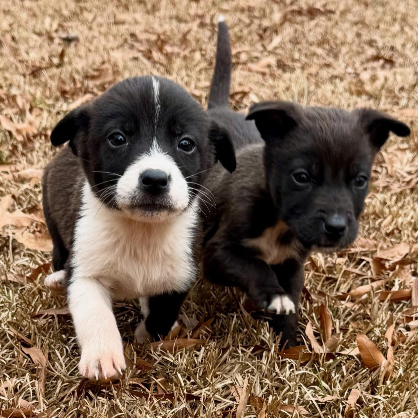 Enlarge Luna, a ADOPTABLE mixed breed in Charlotte, NC image 3/5