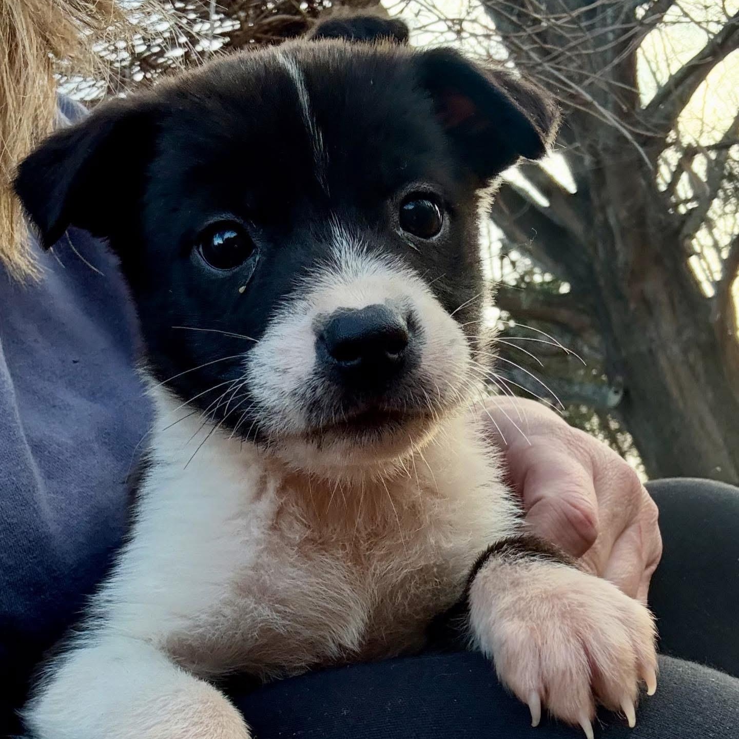 Luna, ADOPTABLE, Puppy Female Chihuahua.