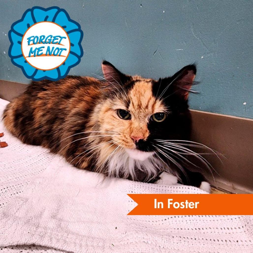 Abby Cabby, Adoptable, Senior Female Domestic Medium Hair.