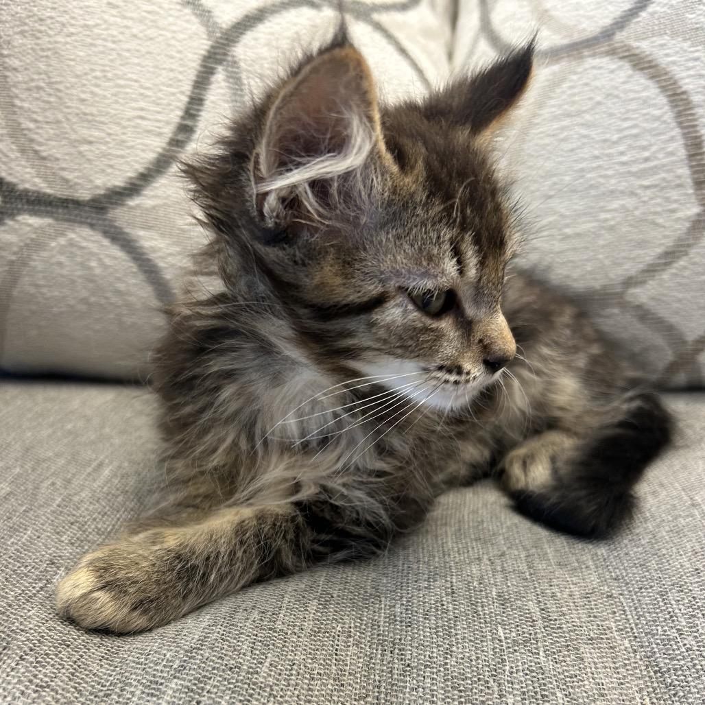 Zuke, a Adoptable Domestic Medium Hair in Park City, UT image 1/3