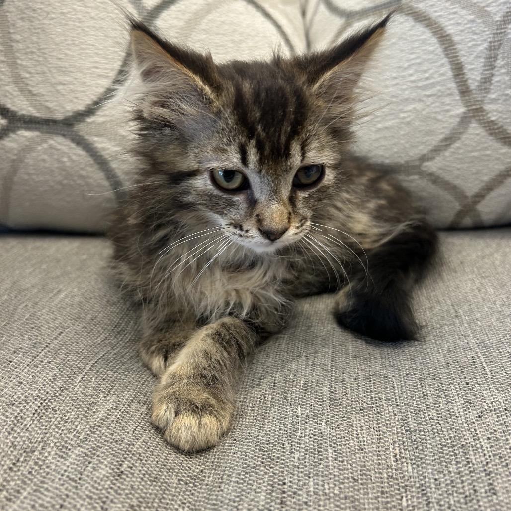 Zuke, a Adoptable Domestic Medium Hair in Park City, UT image 2/3