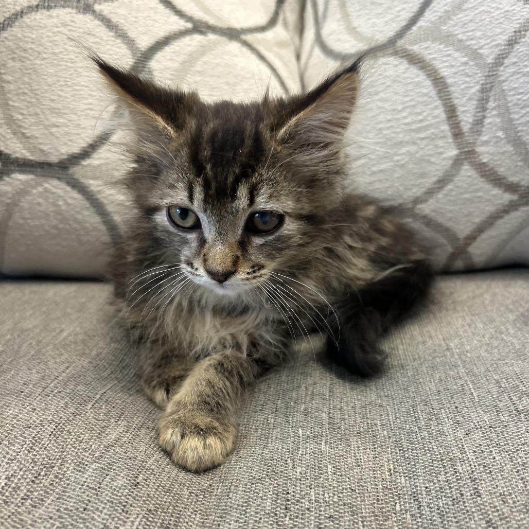Zuke, a Adoptable Domestic Medium Hair in Park City, UT image 3/3