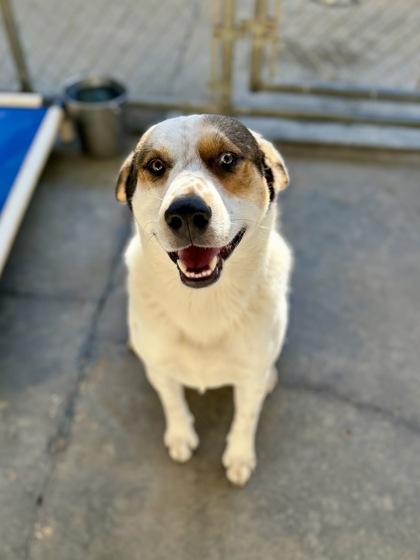 Enlarge Pops, a Adoptable mixed breed in Picayune, MS image 1/3