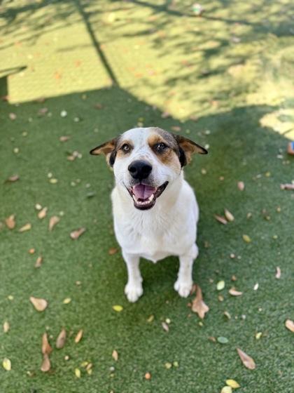 Enlarge Pops, a Adoptable mixed breed in Picayune, MS image 3/3