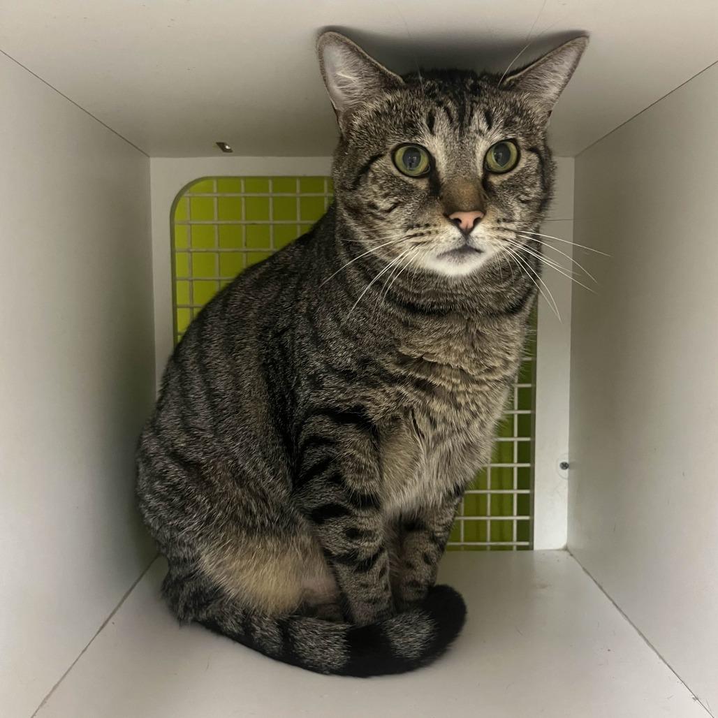 Bear, a Adoptable Domestic Short Hair in Medina, OH image 1/6
