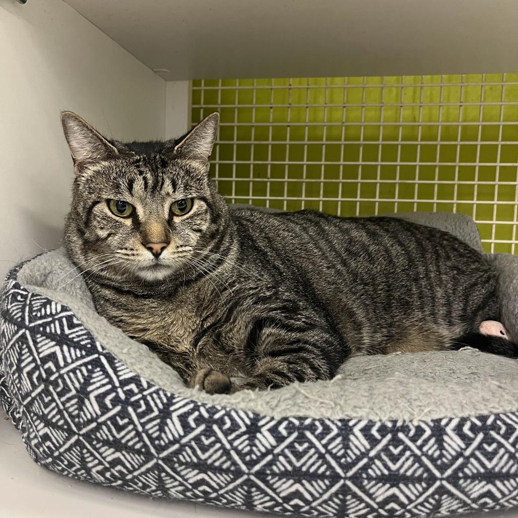 Bear, a Adoptable Domestic Short Hair in Medina, OH image 2/6