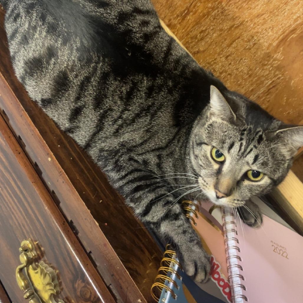 Bear, a Adoptable Domestic Short Hair in Medina, OH image 3/6