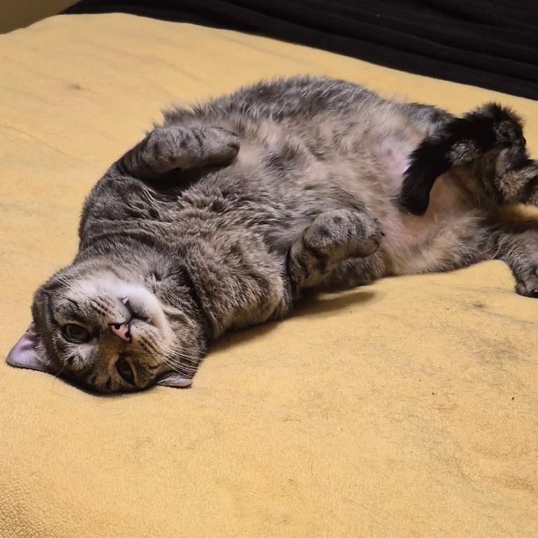 Bear, a Adoptable Domestic Short Hair in Medina, OH image 4/6