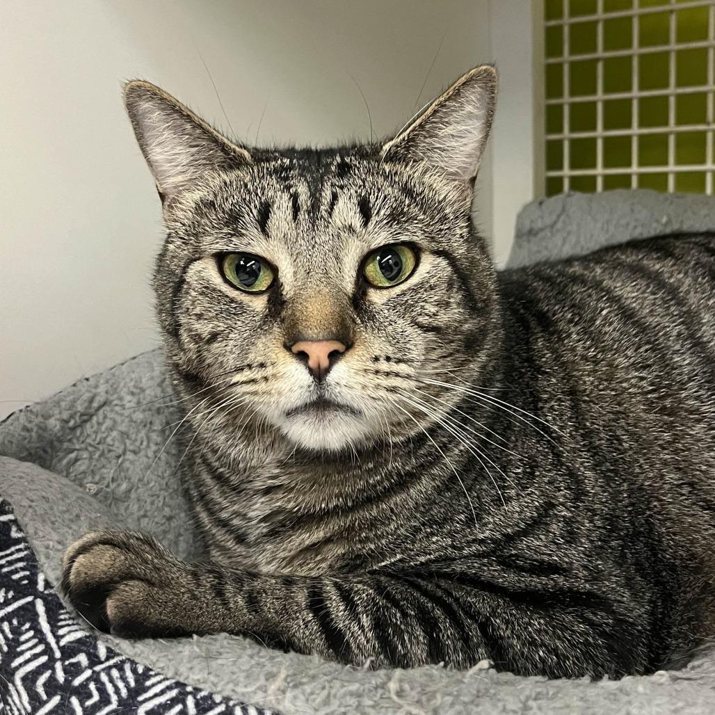 Bear, a Adoptable Domestic Short Hair in Medina, OH image 5/6