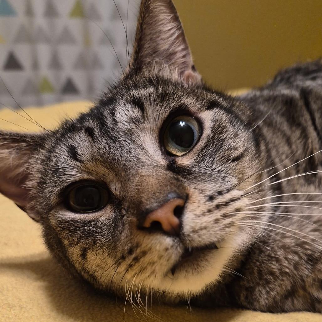 Bear, a Adoptable Domestic Short Hair in Medina, OH image 6/6