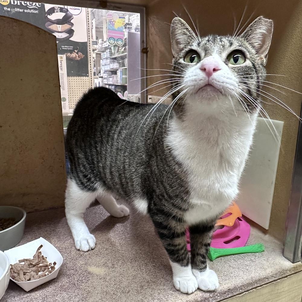 Sweetness, Adoptable, Adult Female Domestic Short Hair.