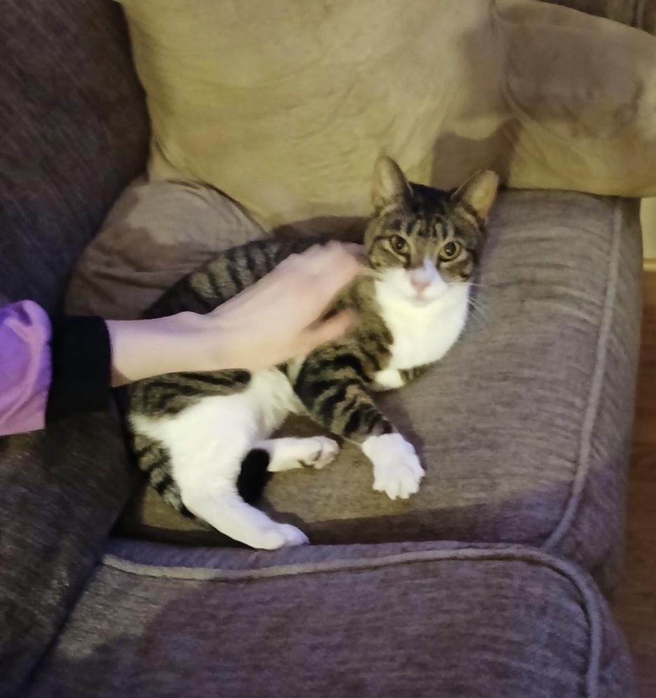 Enlarge Sweetness, a Adoptable Domestic Short Hair in Panama City Beach, FL image 2/4