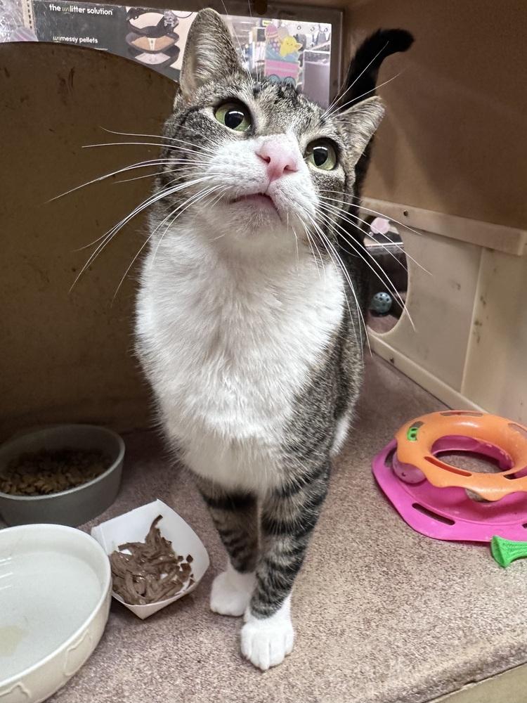 Enlarge Sweetness, a Adoptable Domestic Short Hair in Panama City Beach, FL image 3/4