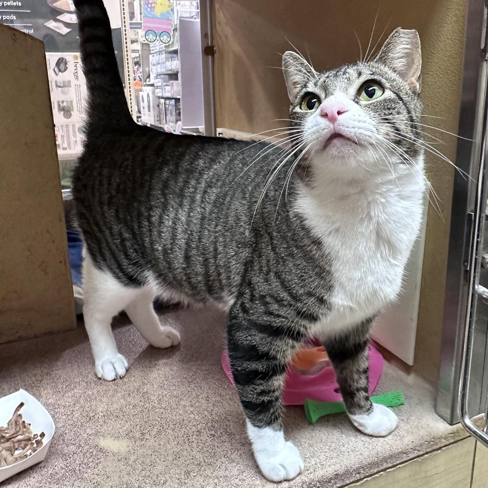 Enlarge Sweetness, a Adoptable Domestic Short Hair in Panama City Beach, FL image 4/4