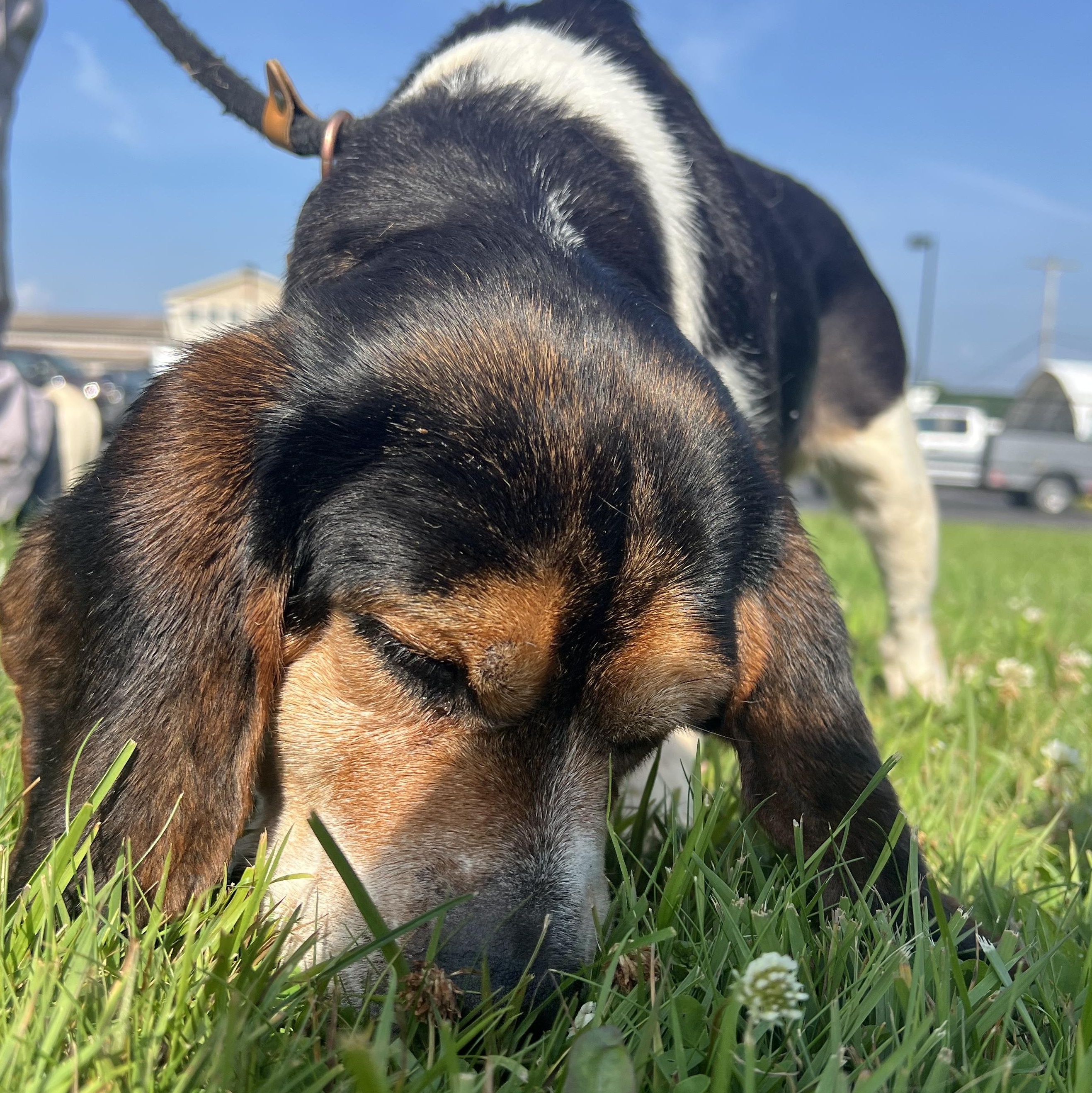 190856 Beulah LOOKING FOR OWNER, a ADOPTABLE mixed breed in Ravenna, OH image 3/5