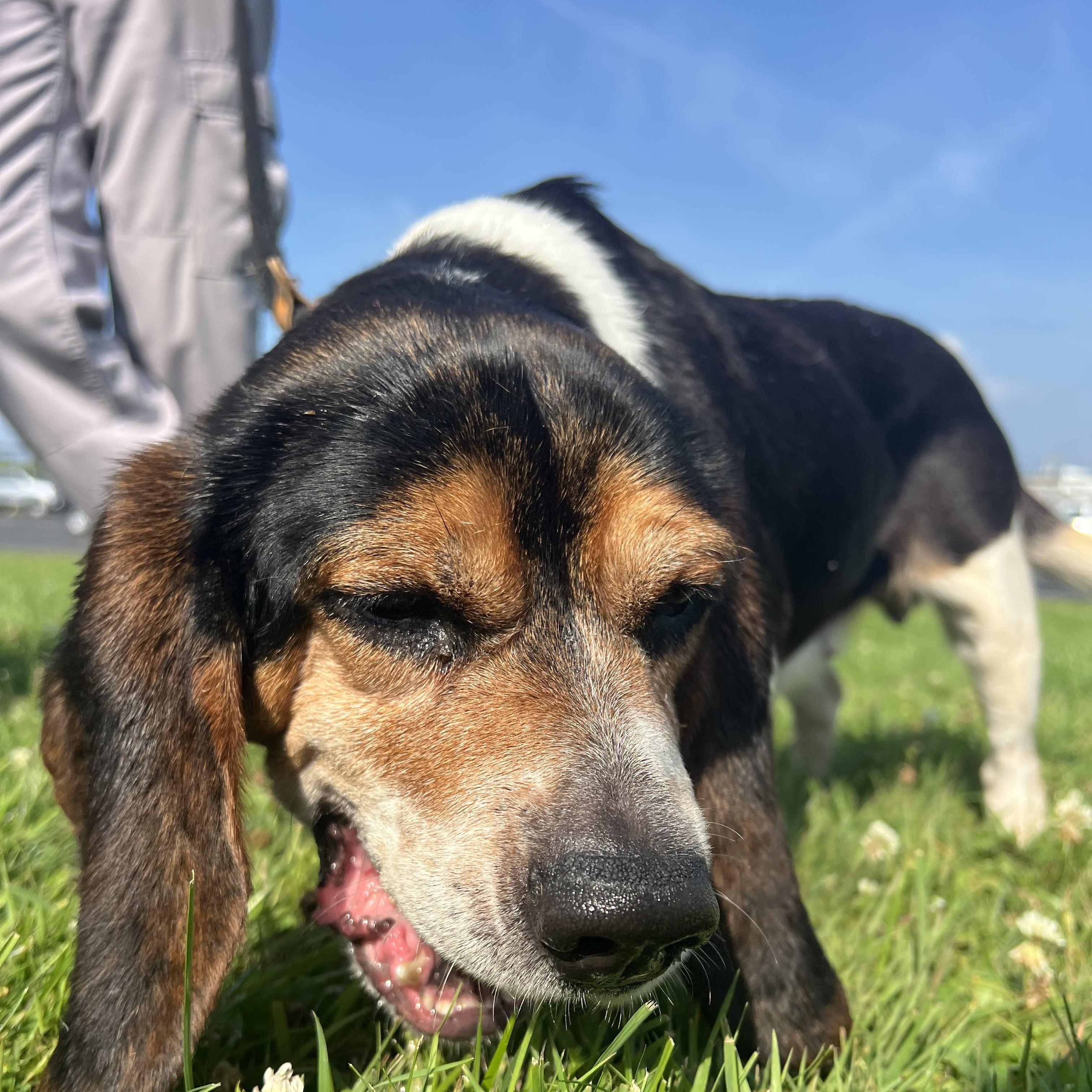 190856 Beulah LOOKING FOR OWNER, a ADOPTABLE mixed breed in Ravenna, OH image 2/5