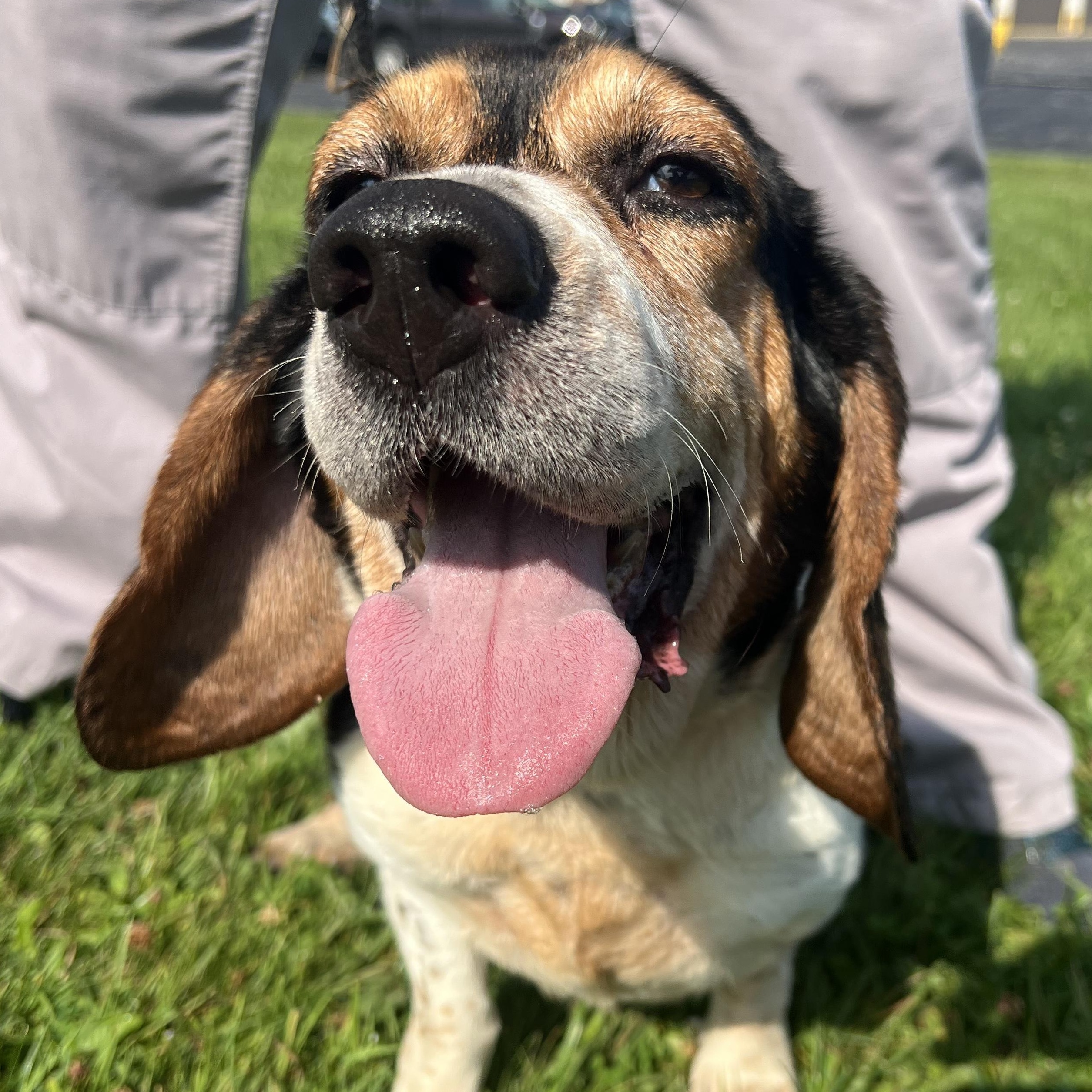 190856 Beulah LOOKING FOR OWNER, ADOPTABLE, Adult Female Basset Hound & Beagle.