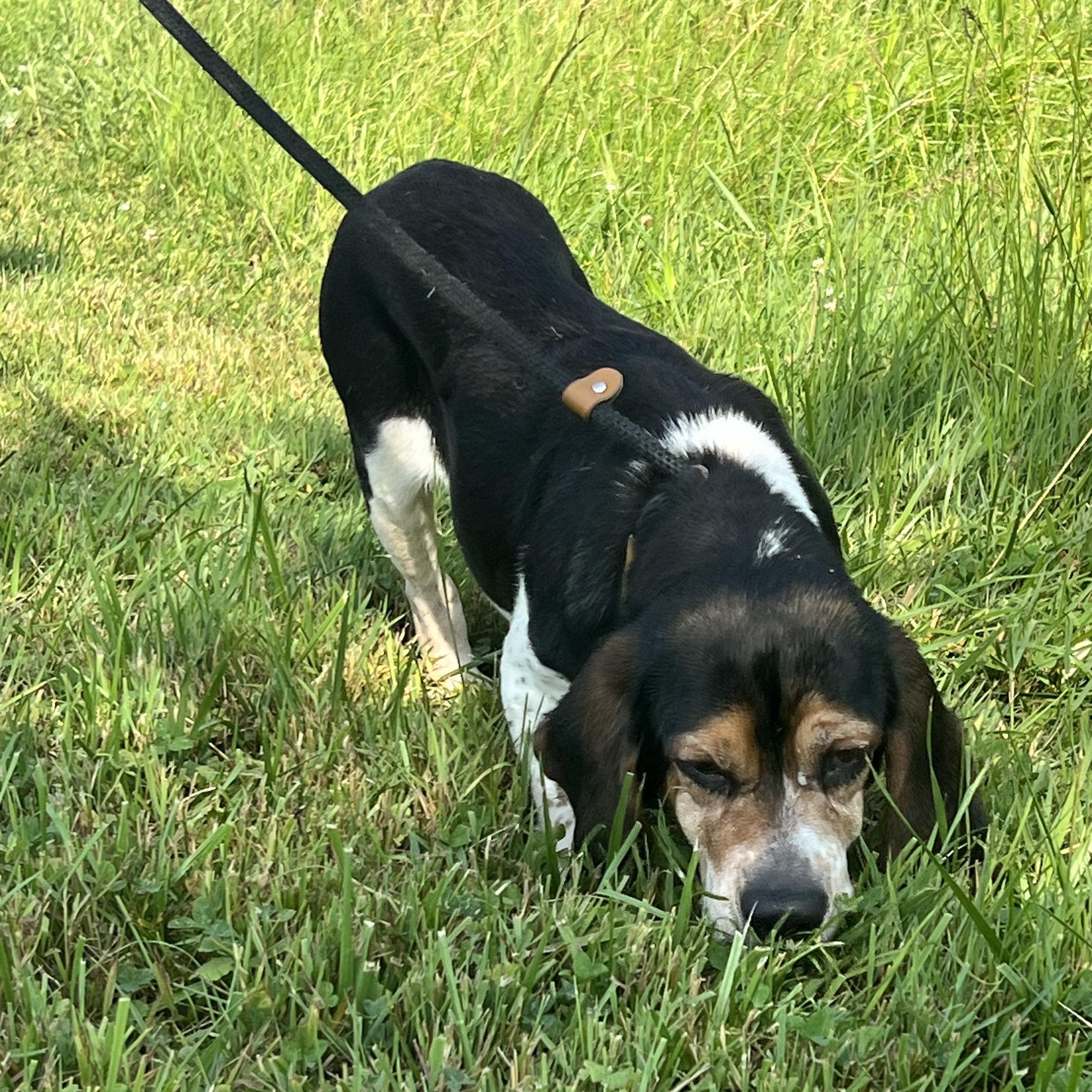 190856 Beulah LOOKING FOR OWNER, a ADOPTABLE mixed breed in Ravenna, OH image 5/5
