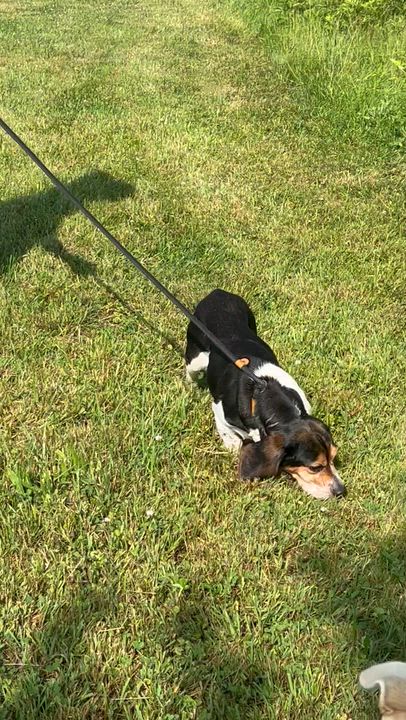 Enlarge 190856 Beulah LOOKING FOR OWNER, a ADOPTABLE mixed breed in Ravenna, OH video 4/5