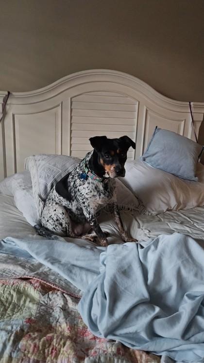 Enlarge Hannah, a Adoptable mixed breed in Fort Worth, TX image 1/6