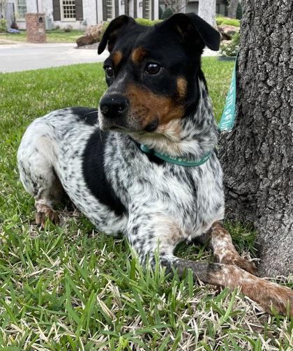 Enlarge Hannah, a Adoptable mixed breed in Fort Worth, TX image 2/6