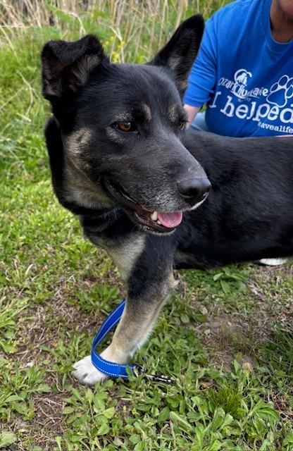 Enlarge Grizzly, a ADOPTABLE mixed breed in Harrison, AR image 3/3
