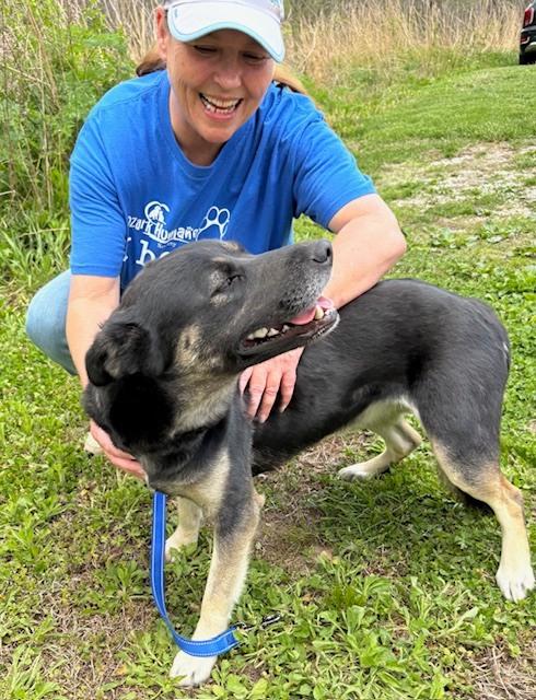 Enlarge Grizzly, a ADOPTABLE mixed breed in Harrison, AR image 2/3