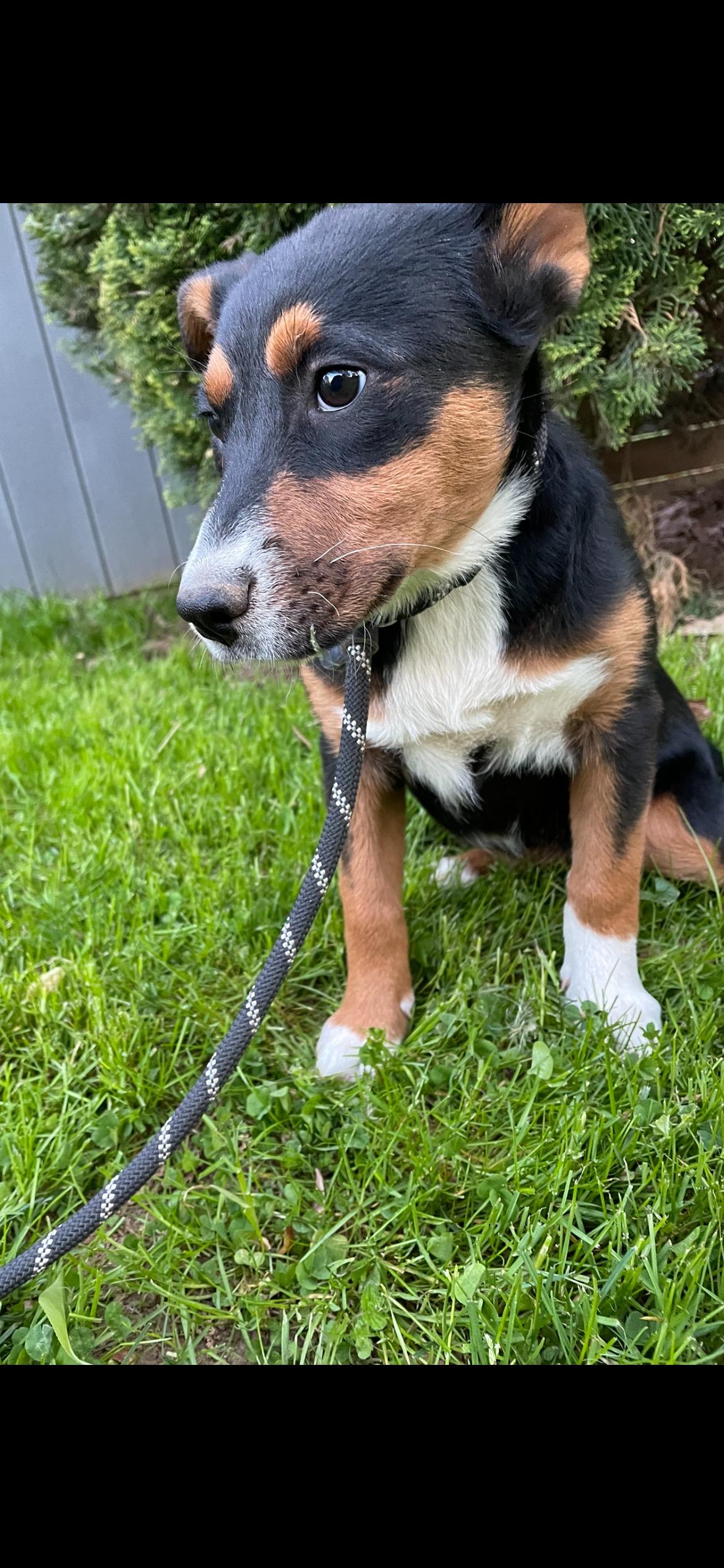 Enlarge Paisley , a ADOPTABLE mixed breed in Lincoln University, PA image 3/4