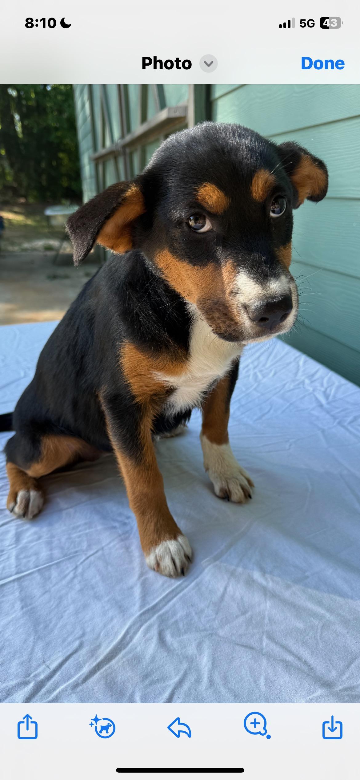Enlarge Paisley , a ADOPTABLE mixed breed in Lincoln University, PA image 2/4