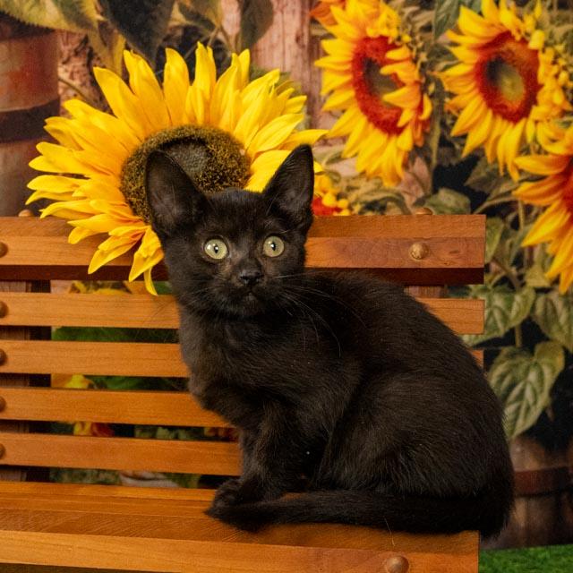 Eloise