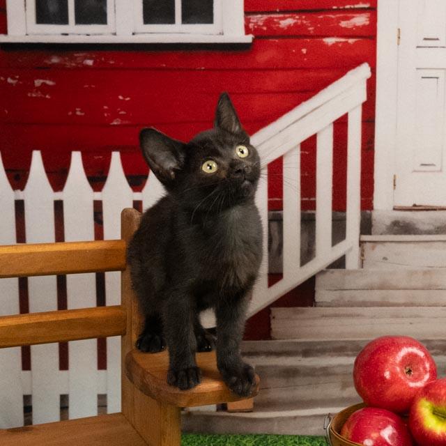Eloise