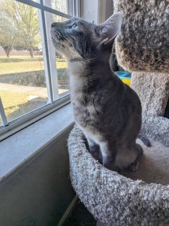 Enlarge PENNY, a Adoptable Tabby in Capshaw, AL image 1/3