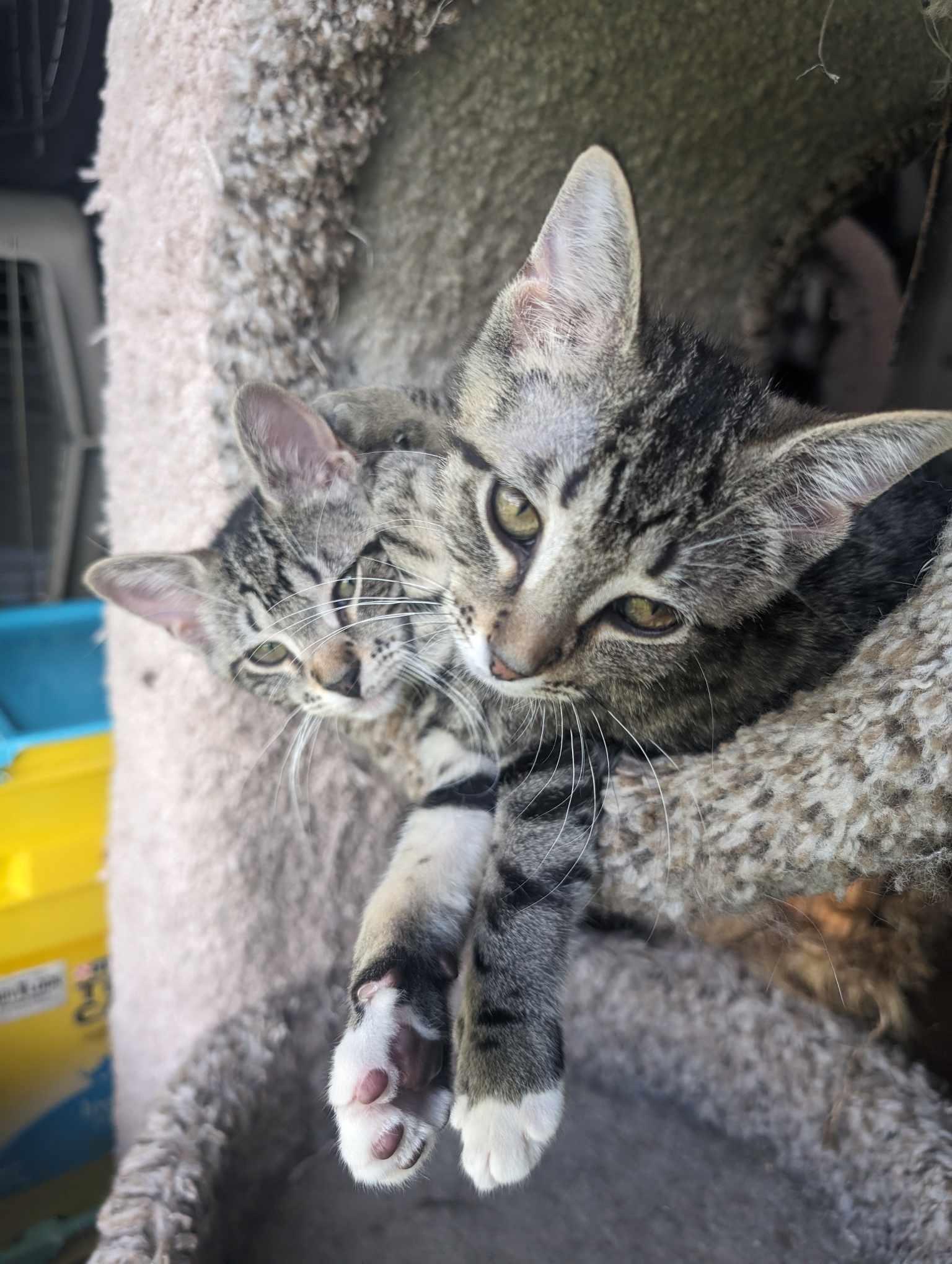 Enlarge PENNY, a Adoptable Tabby in Capshaw, AL image 2/3