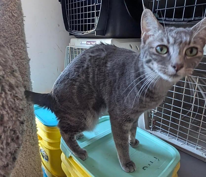 PENNY, Adoptable, Young Female Tabby.