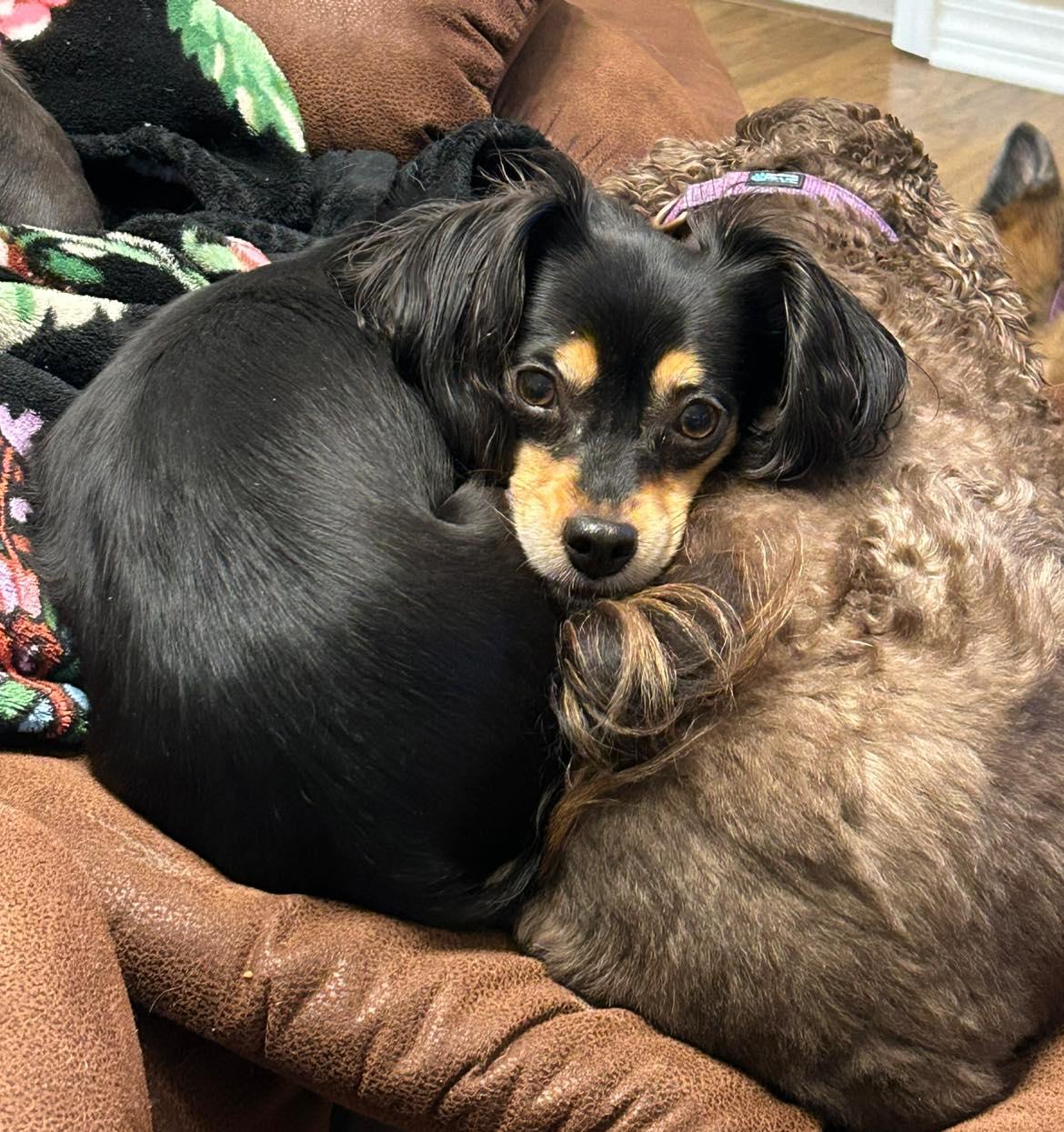 Enlarge Twizzler, Snickers, Hershey, a Adoptable mixed breed in Chalmette, LA image 6/6