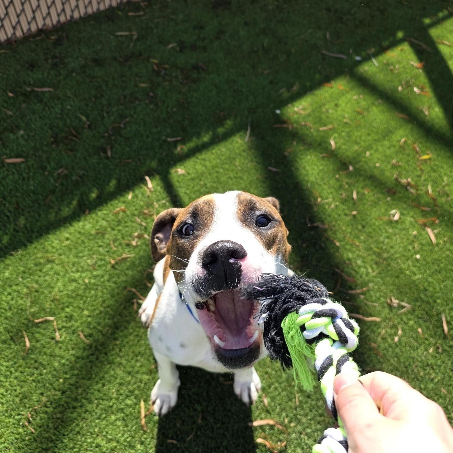 Enlarge Luther , a Adoptable mixed breed in Lebanon , NH image 5/5