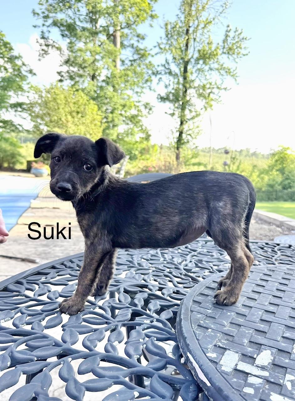 Enlarge Suki, an adopted Terrier in Manchester, CT image 2/2