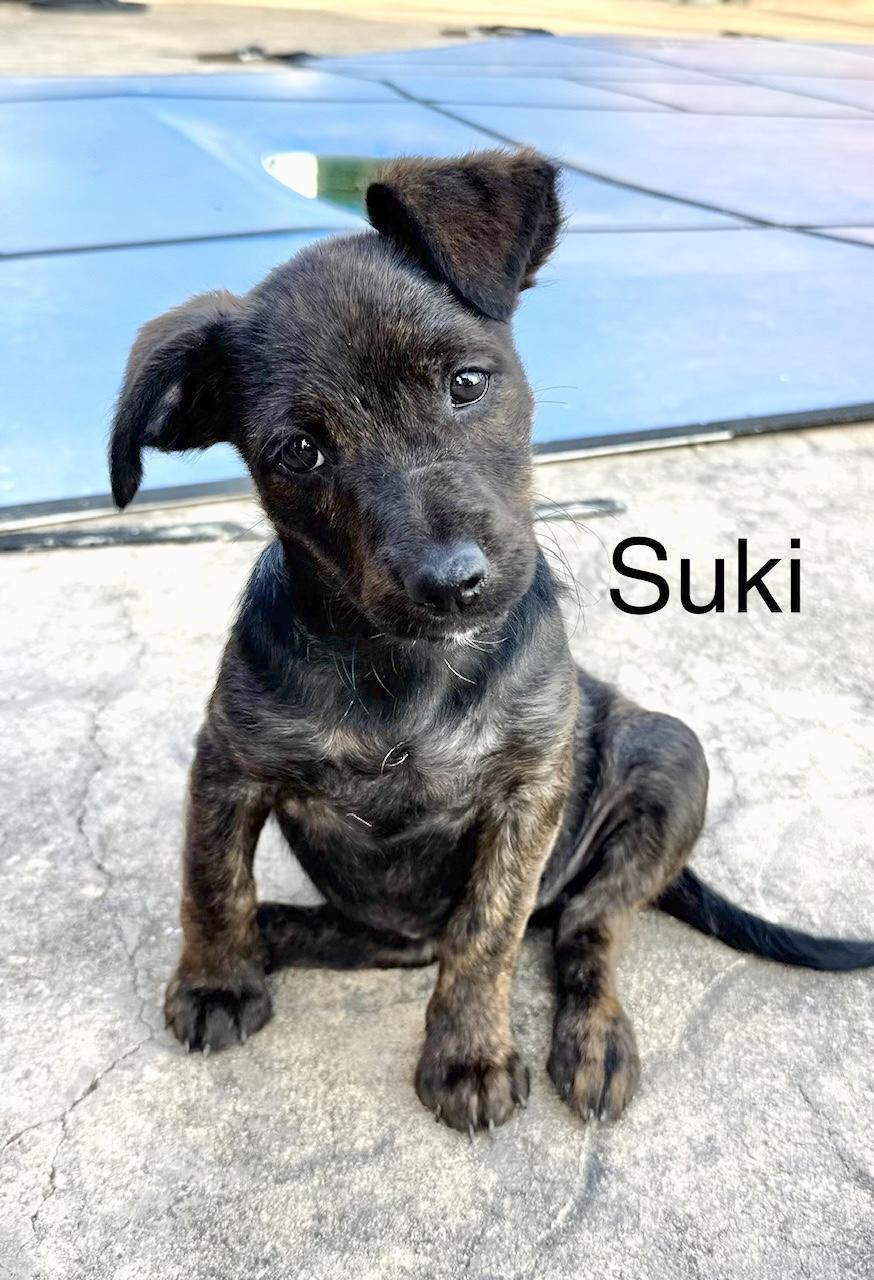 Suki, adopted, Puppy Female Terrier.