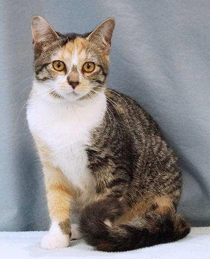 Enlarge SeeSee, a Adoptable Domestic Medium Hair in Maynardville, TN image 2/6
